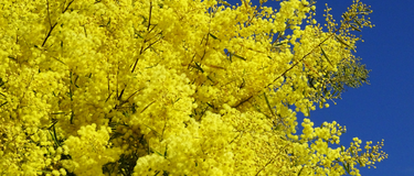 It’s Spring by Susan Gianevsky