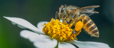 Insect Remedies – Classification and Key Indications
