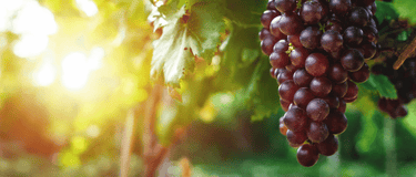 Bach Flower Remedy: Vine