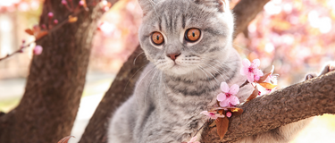 Saying good-bye to your pet is not easy by Susan Gianevsky