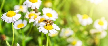 Wild about Springtime and Being Prepared for Hayfever Season by Susan Gianevsky