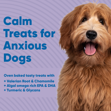 Calm Treats for Anxious Dogs