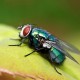 Fly