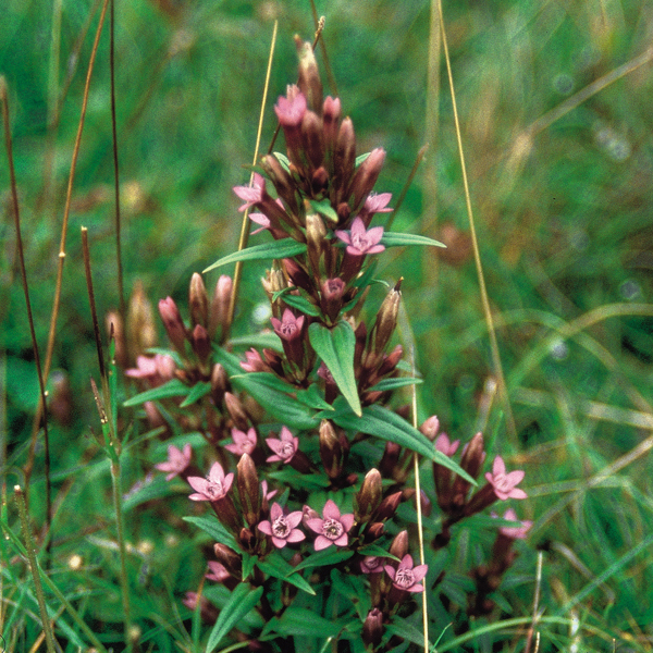 Gentian Bach Original Flower Remedies Bach Original Flower Remedies