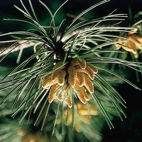 Pine Bach Original Flower Remedies Martin & Pleasance