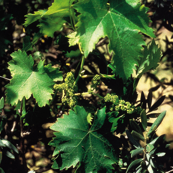 Vine Bach Original Flower Remedies Bach Original Flower Remedies Martin & Pleasance