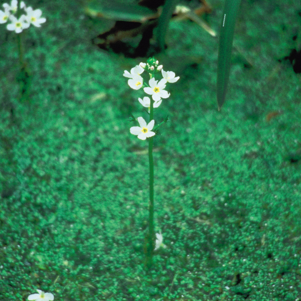 Water Violet Bach Original Flower Remedies Martin & Pleasance