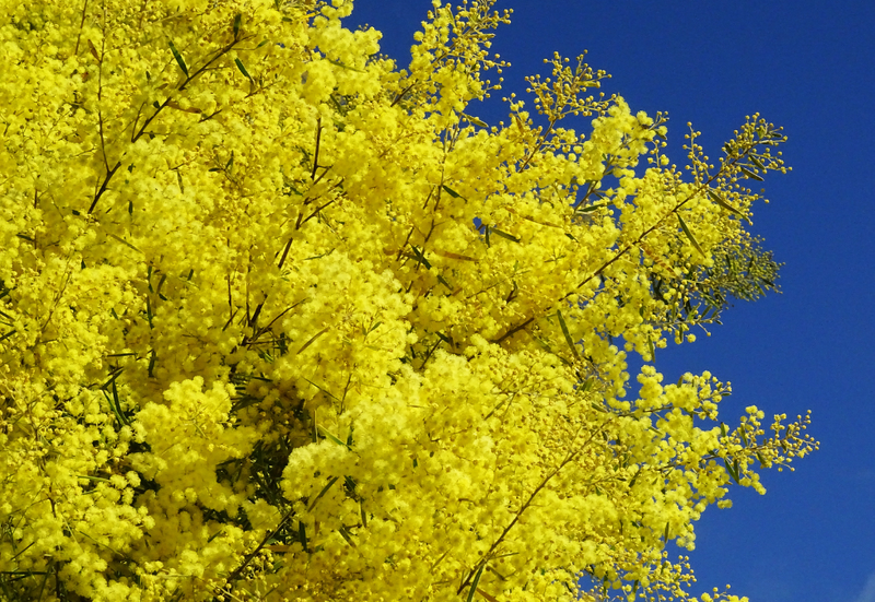 It’s Spring by Susan Gianevsky