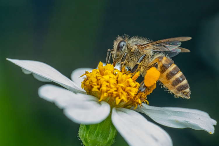 Insect Remedies – Classification and Key Indications – Martin ...