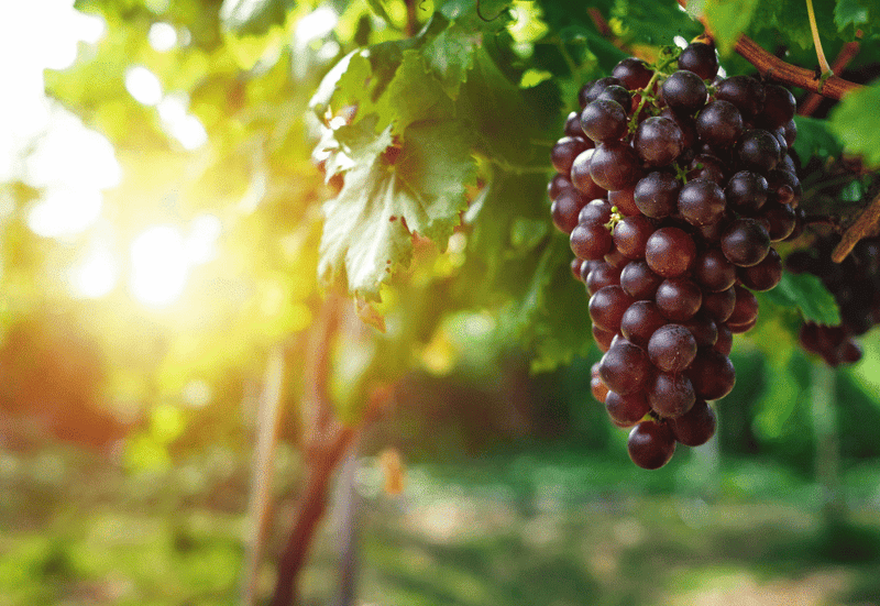Bach Flower Remedy: Vine
