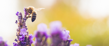 4 Simple Actions to Protect Nature: Making a Difference for a Sustainable Future