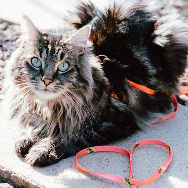 Anipal Bertie the Bee Cat Harness & Lead