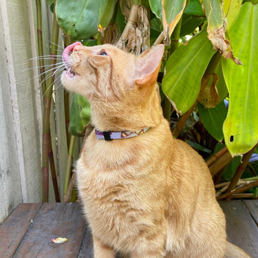 Anipal Bobby the Butterfly Cat Harness & Lead