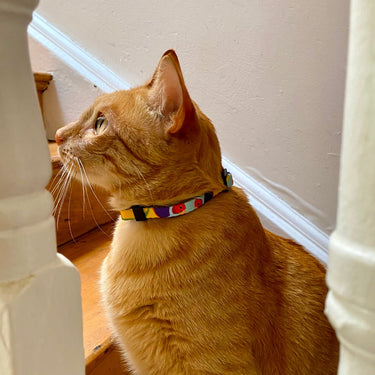 Anipal Gigi the Gouldian Finch Cat Harness & Lead