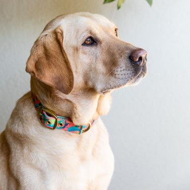 Anipal Gut Supplement Pack