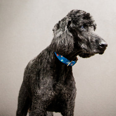 Anipal Great Barrier Reef Dog Collar
