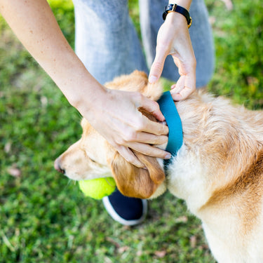 Anipal Indian Ocean Dog Collar