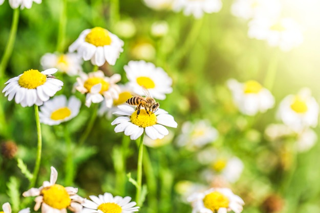 Wild about Springtime and Being Prepared for Hayfever Season by Susan Gianevsky
