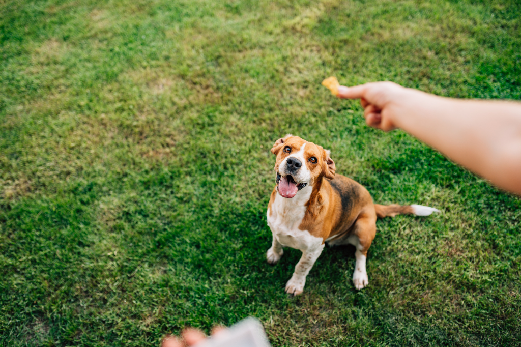 Ways to entertain your dog on rainy days<br />
