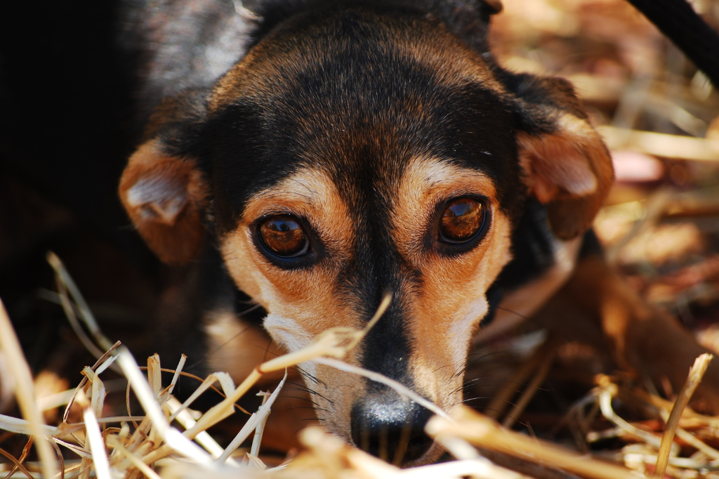 How to Ease an Anxious Pet.<br />
